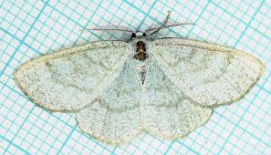 Attēlu rezultāti vaicājumam “Cabera exanthemata”