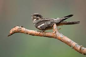 Attēlu rezultāti vaicājumam “Caprimulgus europaeus adult”