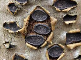 Attēlu rezultāti vaicājumam “Biscogniauxia marginata”