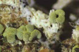 Attēlu rezultāti vaicājumam “Physarum virescens”