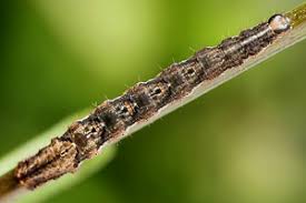 Attēlu rezultāti vaicājumam “Lampropteryx suffumata”