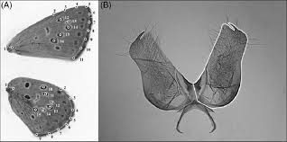 Attēlu rezultāti vaicājumam “Maculinea alcon underside”