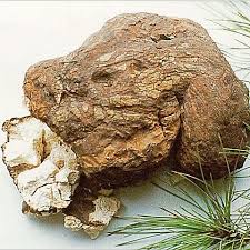 Attēlu rezultāti vaicājumam “Licea pusilla spores”