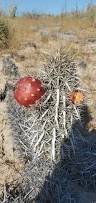 Image result for Cactaceae