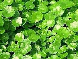 「香菇草」的圖片搜尋結果