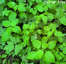 Attēlu rezultāti vaicājumam “Circaea alpina leaf”