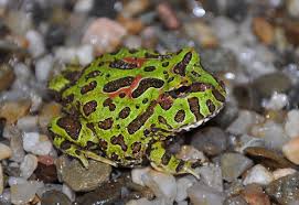 Image result for Ceratophrys ornata