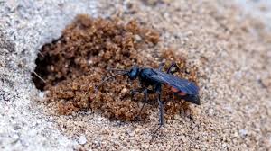 Attēlu rezultāti vaicājumam “Anoplius viaticus”