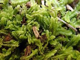 Attēlu rezultāti vaicājumam “Lophocolea minor”