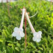 Image result for Sinningia