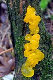 Attēlu rezultāti vaicājumam “Tremella mesenterica”