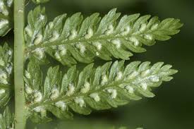 Attēlu rezultāti vaicājumam “Athyrium filix-femina”