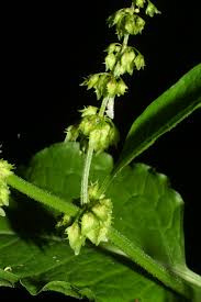 Attēlu rezultāti vaicājumam “Rumex obtusifolius fruit”