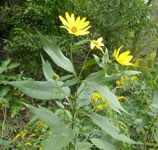 Attēlu rezultāti vaicājumam “Helianthus tuberosus leaf”