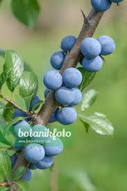 Attēlu rezultāti vaicājumam “Prunus spinosa fruit”