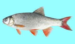 Attēlu rezultāti vaicājumam “Leuciscus idus”