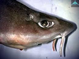 Image result for Furgaleus macki