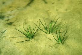 Attēlu rezultāti vaicājumam “Subularia aquatica”