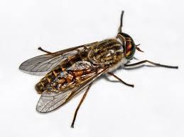 Attēlu rezultāti vaicājumam “Tabanidae”