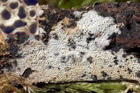 Attēlu rezultāti vaicājumam “Ceriporia”