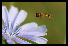 Insekt - Bild \u0026amp; Foto von Bernhard Klimek aus Bienen (incl. Hummeln ...