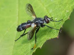 Attēlu rezultāti vaicājumam “Cylindromyia sp.”