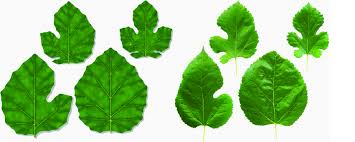 Attēlu rezultāti vaicājumam “Morus alba leaf”