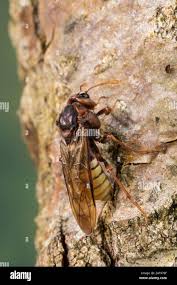 Attēlu rezultāti vaicājumam “Cimbex luteus”