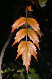 Attēlu rezultāti vaicājumam “Berberidaceae”