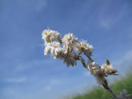 Attēlu rezultāti vaicājumam “Filago arvensis”