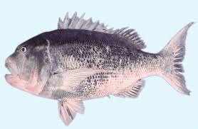 Image result for Cymatoceps nasutus