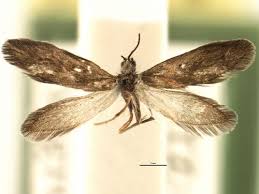 Attēlu rezultāti vaicājumam “Eriocraniidae”