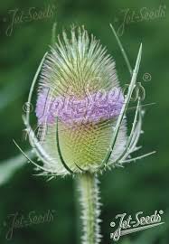 Image result for Dipsacus silvestris