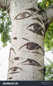 Attēlu rezultāti vaicājumam “Populus x canescens leaf”