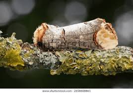 Attēlu rezultāti vaicājumam “Phalera bucephala imago”