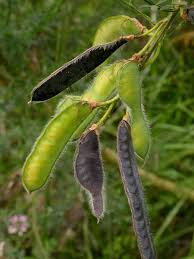 Image result for Cytisus scoparius