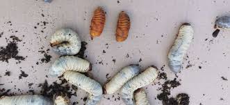 Attēlu rezultāti vaicājumam “Oryctes nasicornis larva”