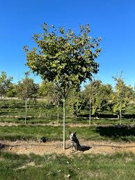 Attēlu rezultāti vaicājumam “Cladrastis kentukea”