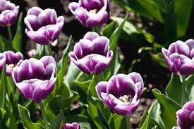 Attēlu rezultāti vaicājumam “Tulipa gesneriana”