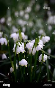Attēlu rezultāti vaicājumam “Leucojum vernum var. carpathicum flower”