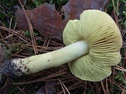 Attēlu rezultāti vaicājumam “Tricholoma flavovirens”