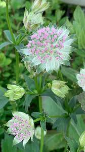 Attēlu rezultāti vaicājumam “Astrantia major leaf”