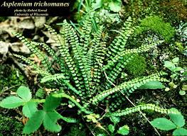 Attēlu rezultāti vaicājumam “Asplenium trichomanes”