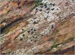 Attēlu rezultāti vaicājumam “Alyxoria varia”