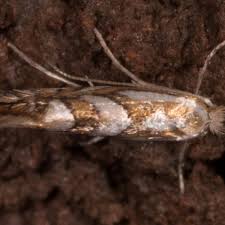 Attēlu rezultāti vaicājumam “Phyllonorycter sp.”
