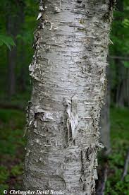 Attēlu rezultāti vaicājumam “Betula alleghaniensis”