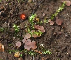 Attēlu rezultāti vaicājumam “Ombrophila violacea spores”
