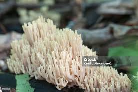 Attēlu rezultāti vaicājumam “Ramaria stricta”