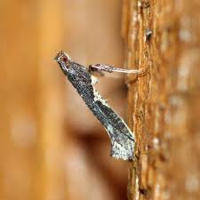 Attēlu rezultāti vaicājumam “Caloptilia stigmatella”