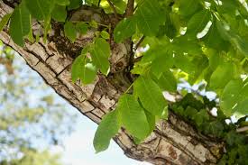 Attēlu rezultāti vaicājumam “Juglans regia”